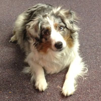 Jessie Dog